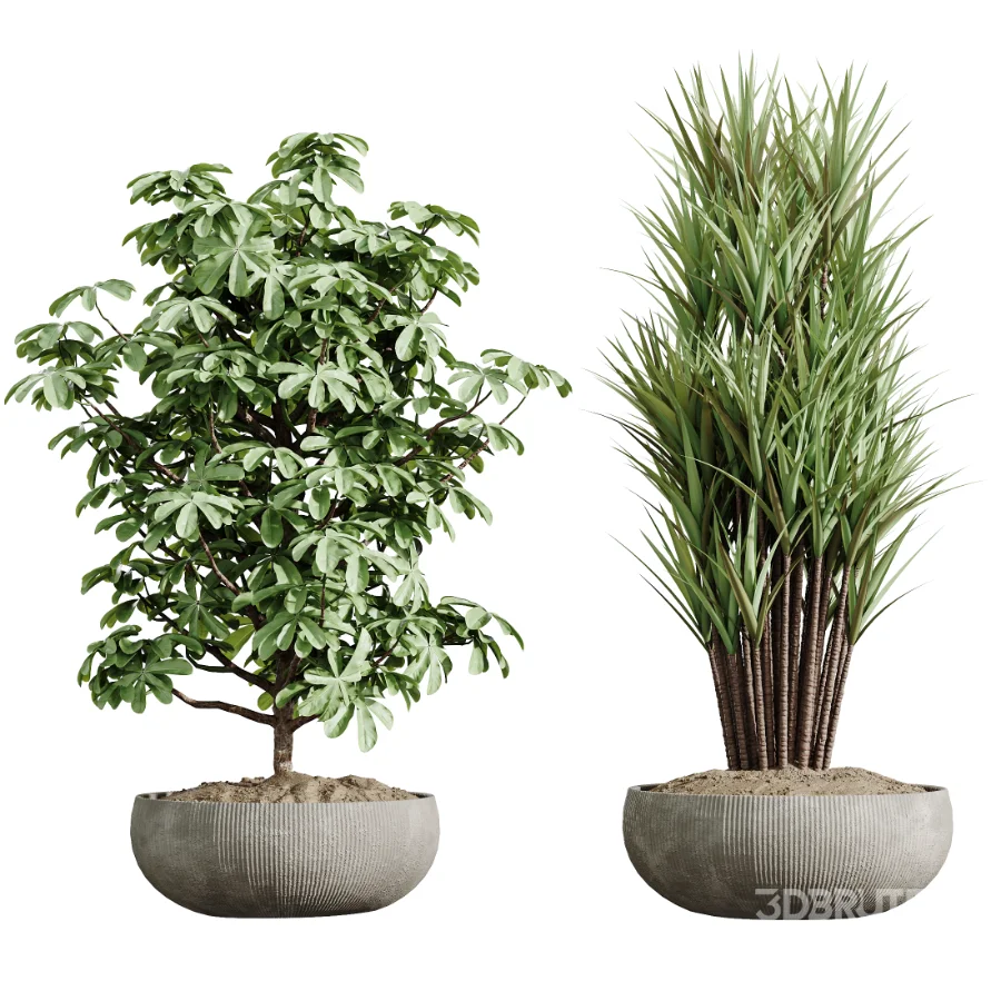 AV Indoor Plants Set 472 Yucca Elephantipes and Chemlali Olive and Cunjevoi Alocasia and Schefflera Arboricola and Ficus macrocarpa Image 8