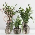 Plant Collection 017 - Thumbnail 2