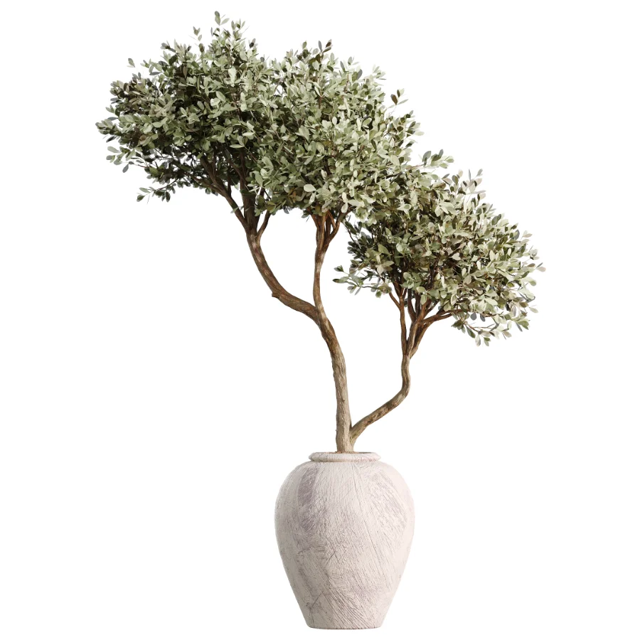 AV Indoor Plants Set 473 Spineless Yucca and Calathea Lutea and Snake Sansevieria and Olive Indoor Tree Image 1