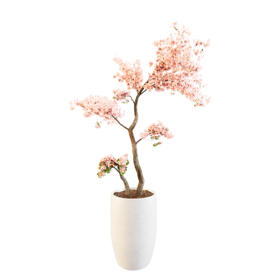 Sakura Breeze Image 4