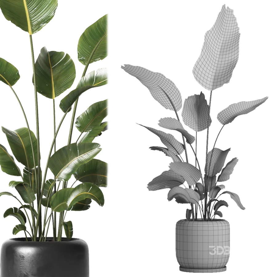 indoor plant 061 Image 5