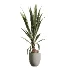 AV Indoor Plants Set 478 Ficus Cane Dragon Bonsai Coconut Palm - Thumbnail 3
