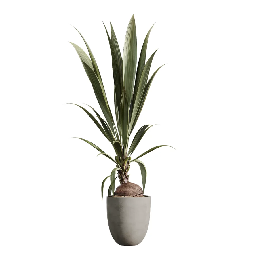 AV Indoor Plants Set 478 Ficus Cane Dragon Bonsai Coconut Palm Image 3