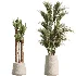 AV Indoor Plants Set 480 Olive Palm ParadiseBird Yucca - Thumbnail 6