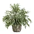 AV Indoor Plants Set 475 Spathiphyllum Wallisi and Chemlali Olive and Dracaena Cane Dragon and Ficus Cyathistipula and Areca Palm - Thumbnail 7