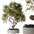AV Indoor Plants Set 478 Ficus Cane Dragon Bonsai Coconut Palm - Thumbnail 6
