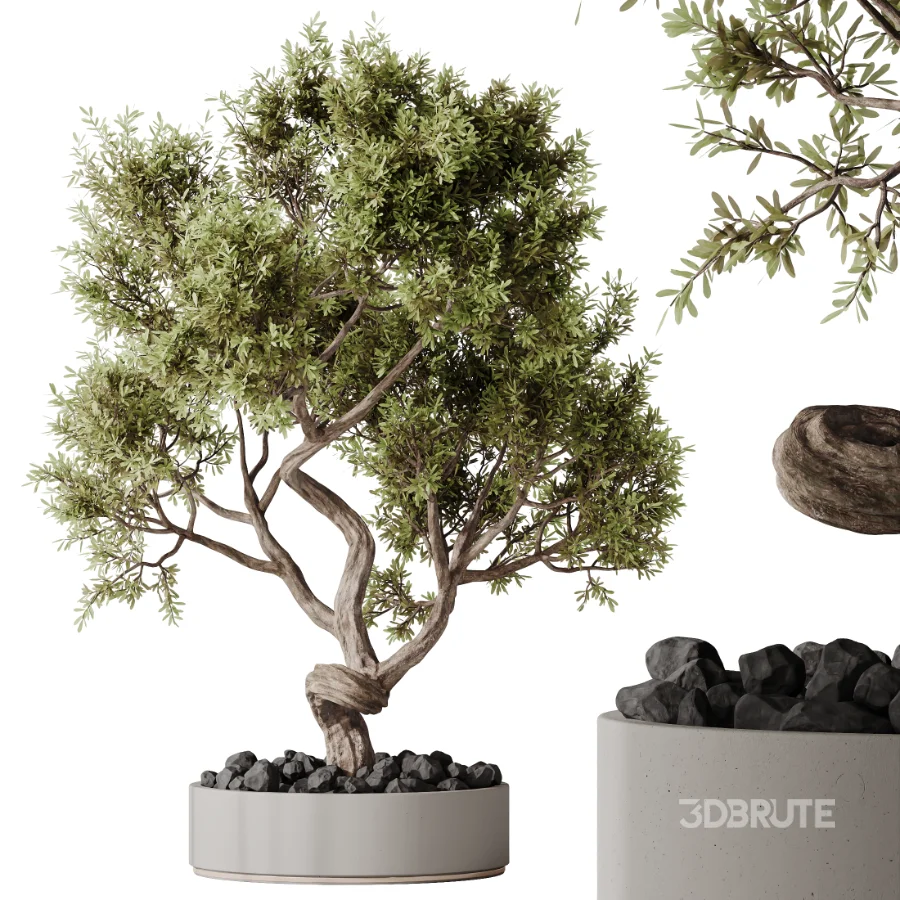 AV Indoor Plants Set 478 Ficus Cane Dragon Bonsai Coconut Palm Image 6