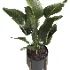 indoor plant 053 - Thumbnail 3