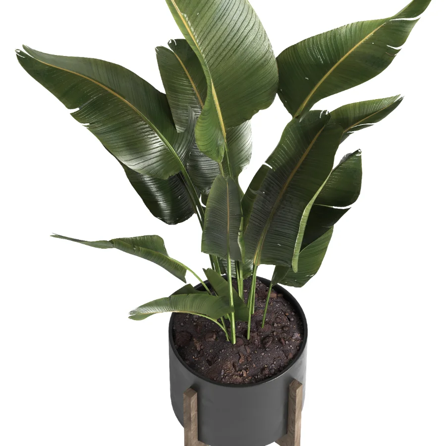 indoor plant 053 Image 3