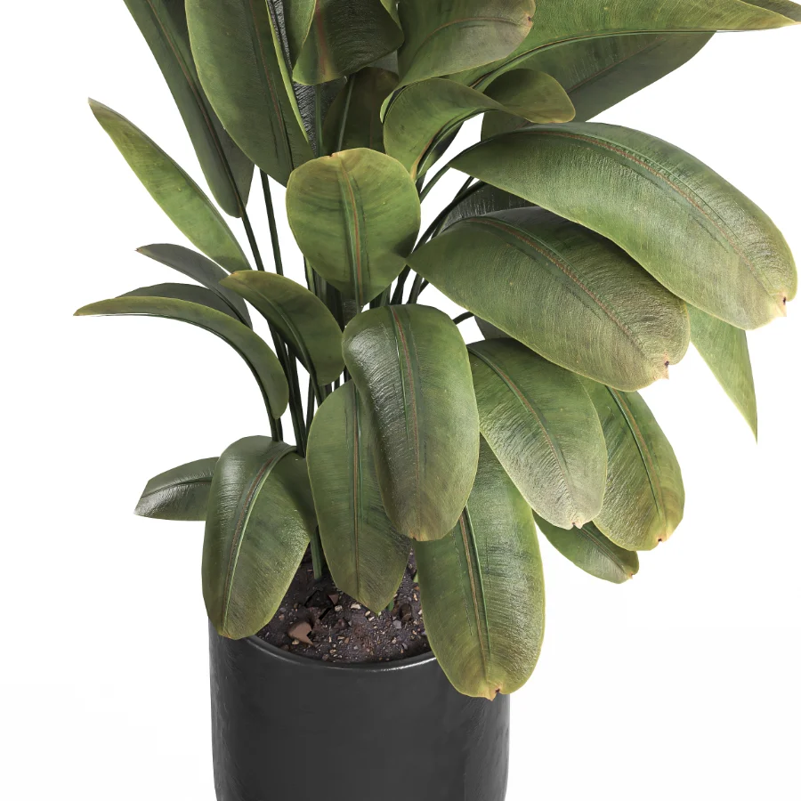 indoor plant 059 Image 3