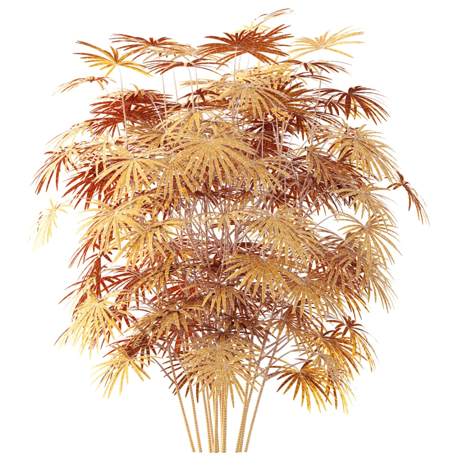 AV Plant Rhapis Excelsa Palm Bush 01 Image 8