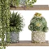 Indoor_plants_on_shelf - Thumbnail 4