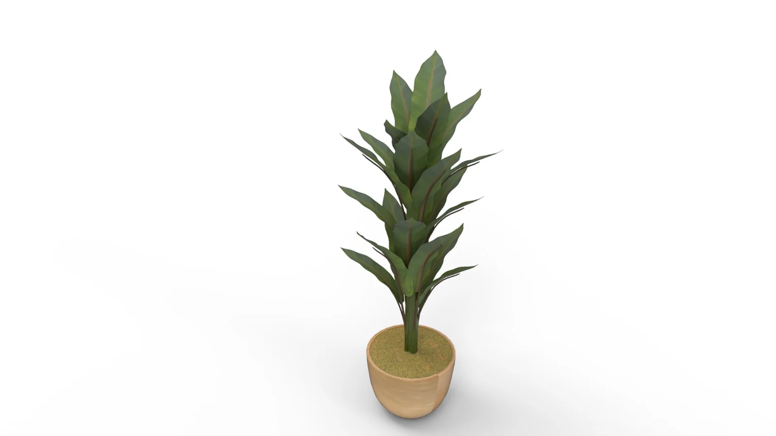 Banana Leaf Tree in Planter Image 8