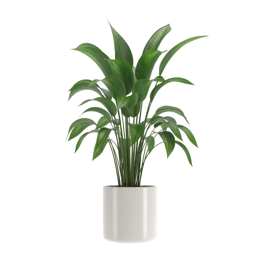 indoor-plant-003 Image 1