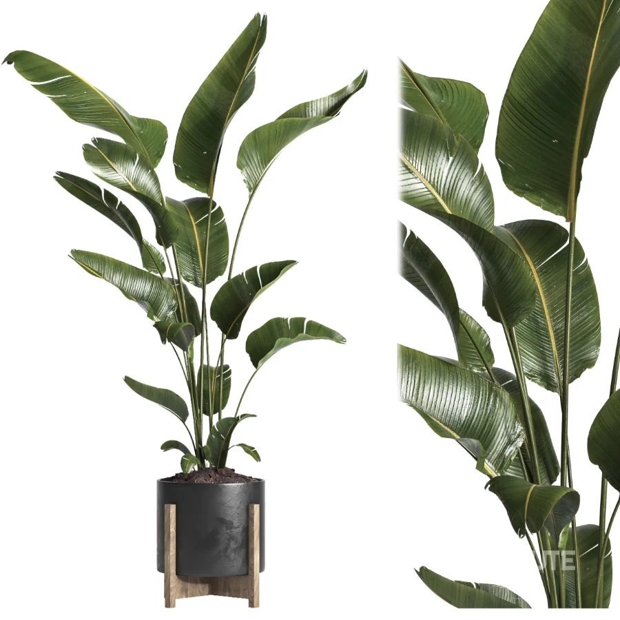 indoor plant 043 Image 1
