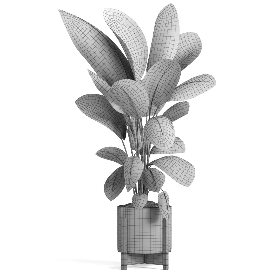 indoor plant 046 Image 4