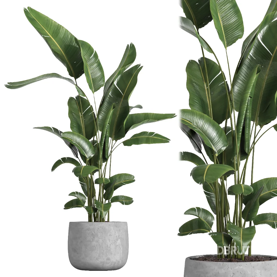 indoor plant 057 Image 2
