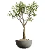AV Indoor Plants Set 478 Ficus Cane Dragon Bonsai Coconut Palm - Thumbnail 2