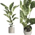 indoor plant 062 - Thumbnail 3