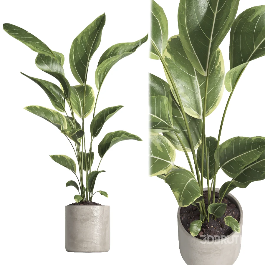 indoor plant 062 Image 3