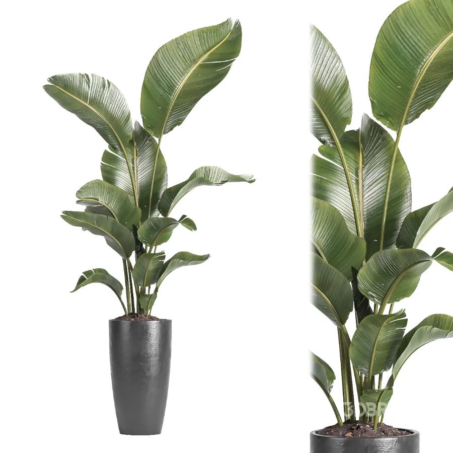 indoor plant 081 Image 3