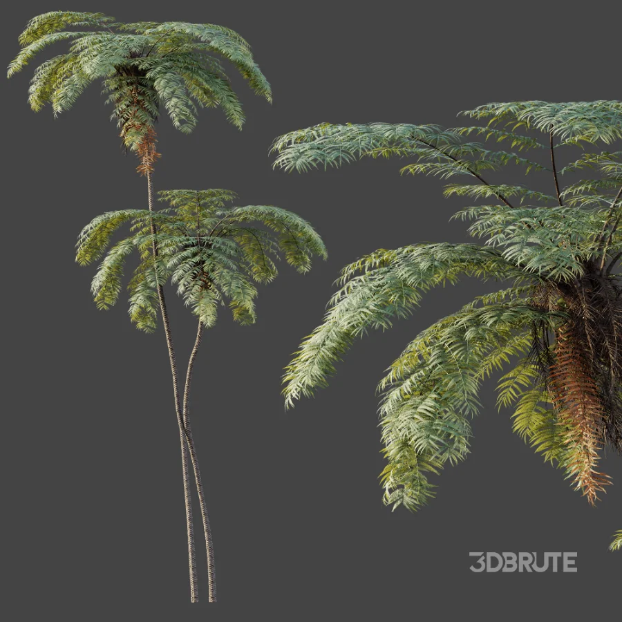 AV Plant Sphaeropteris Lepifera Palm Tree 01 Image 3