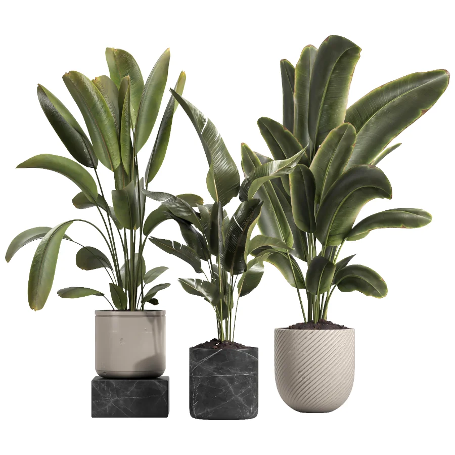 indoor plant 060 Image 1