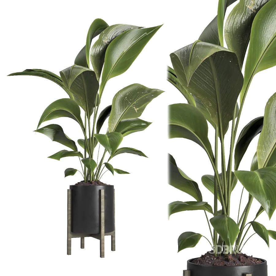 indoor plant 074 Image 2