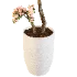 Sakura Breeze - Thumbnail 5