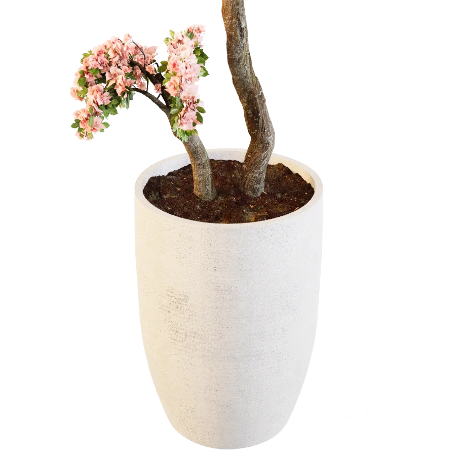 Sakura Breeze Image 5