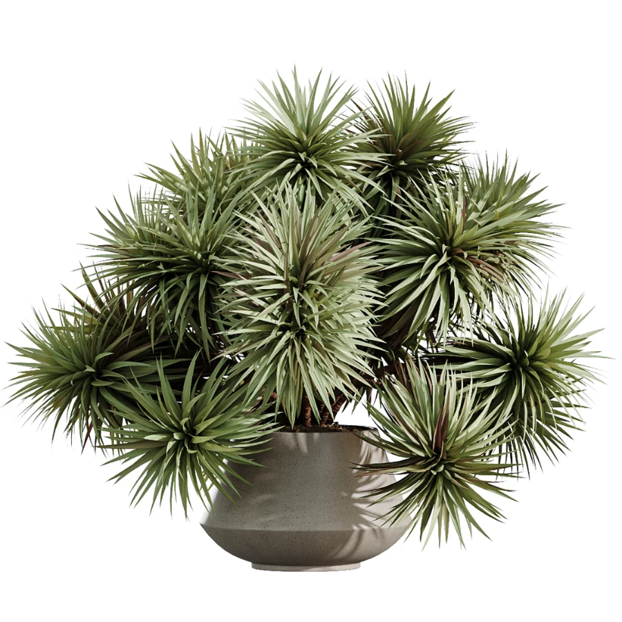 AV Indoor Plants Set 476 Yucca Elephantipes and Olive Tree and Zamioculcas Zamiifolia and Peace Lily Image 2