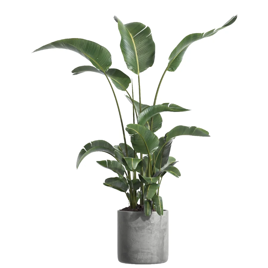 indoor plant 064 Image 1
