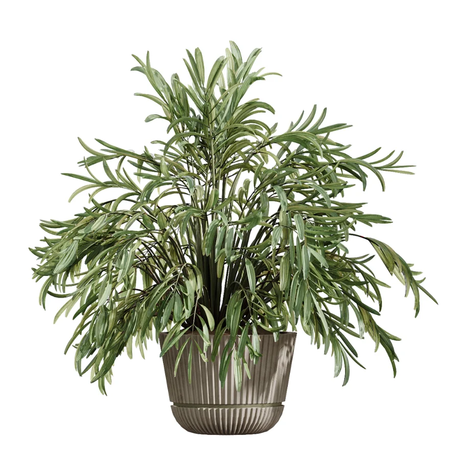 AV Indoor Plants Set 523 Areca Palm Olive Euphorbia Cyara Image 5