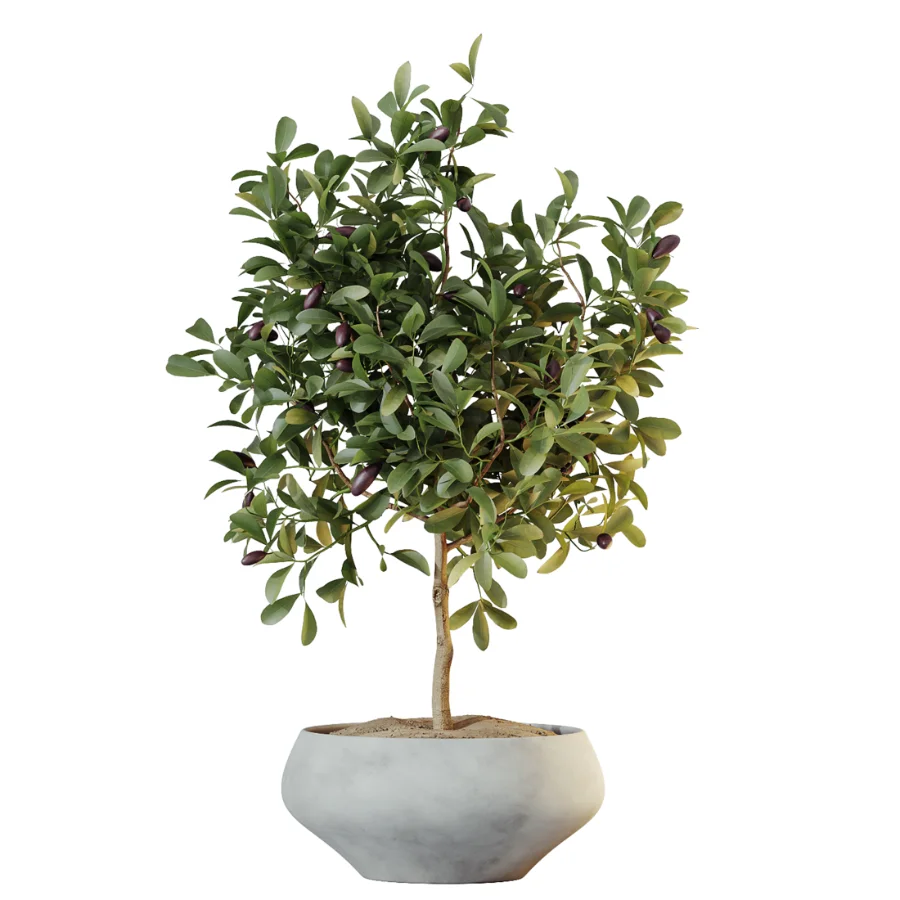 AV Indoor Plants Set 524 Pachira Ficus Dracaena Cactus Image 6