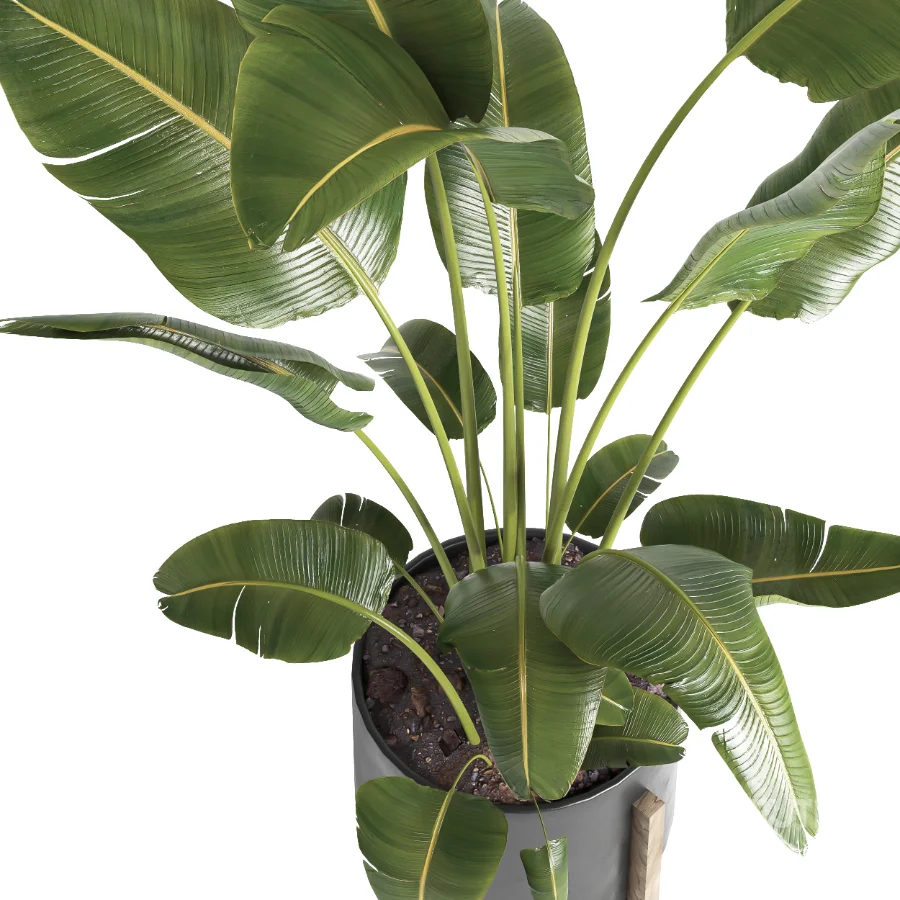indoor plant 065 Image 4