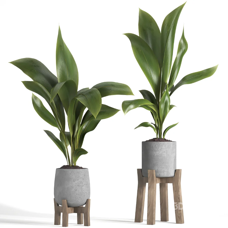 indoor plant 044 Image 3