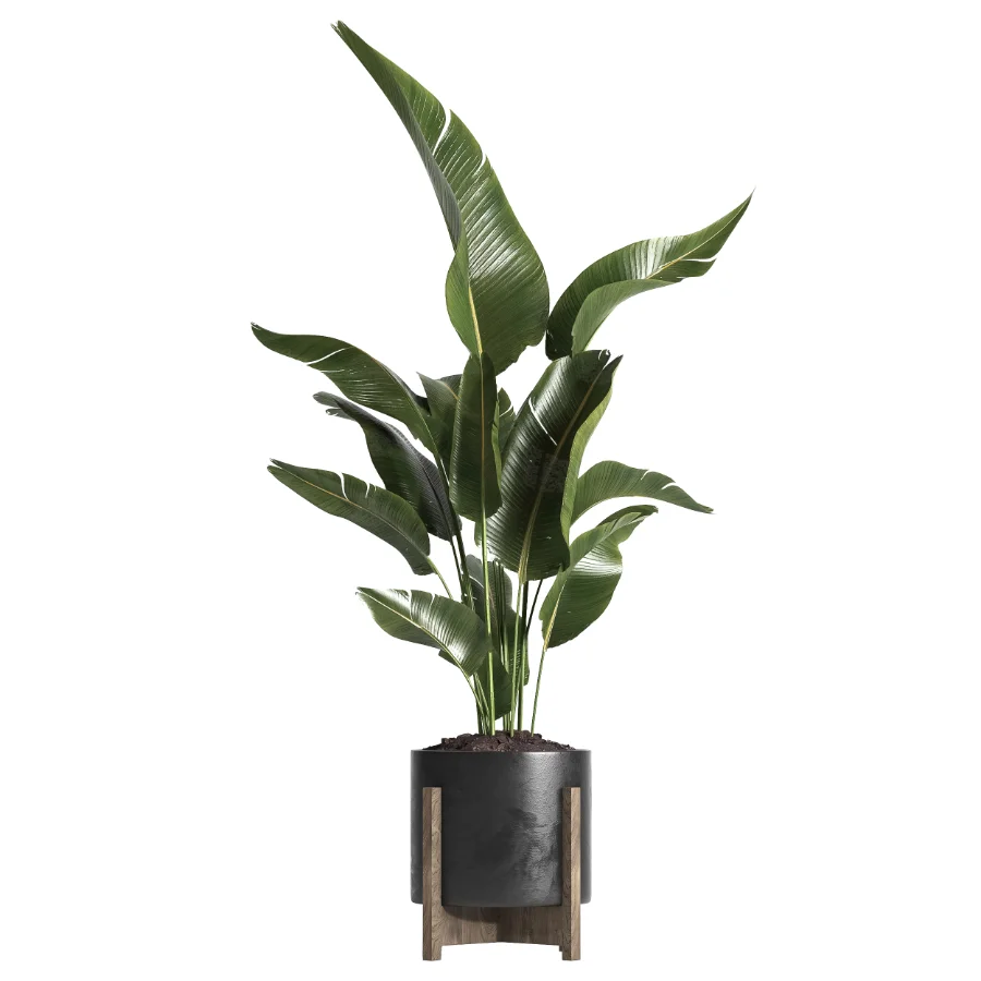 indoor plant 053 Image 2