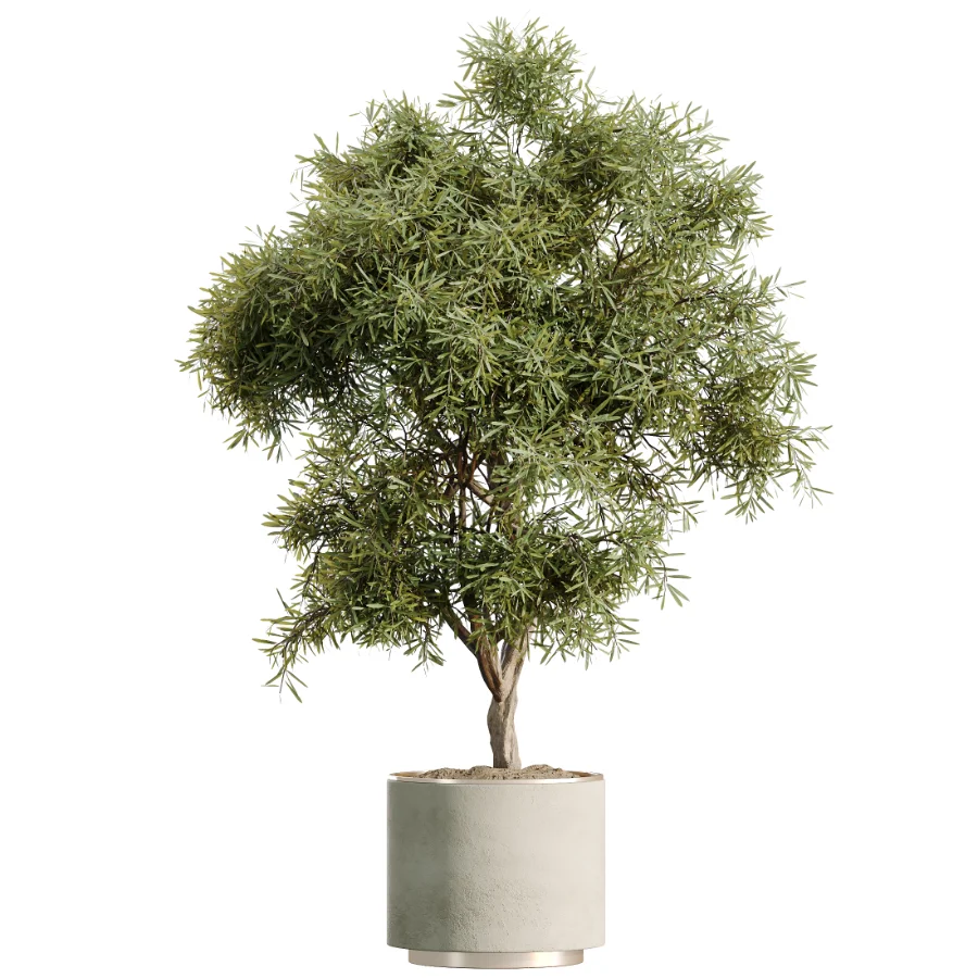 AV Indoor Plants Set 498 Cat Reed Palm Ficus Olive Zamioculcas Image 1