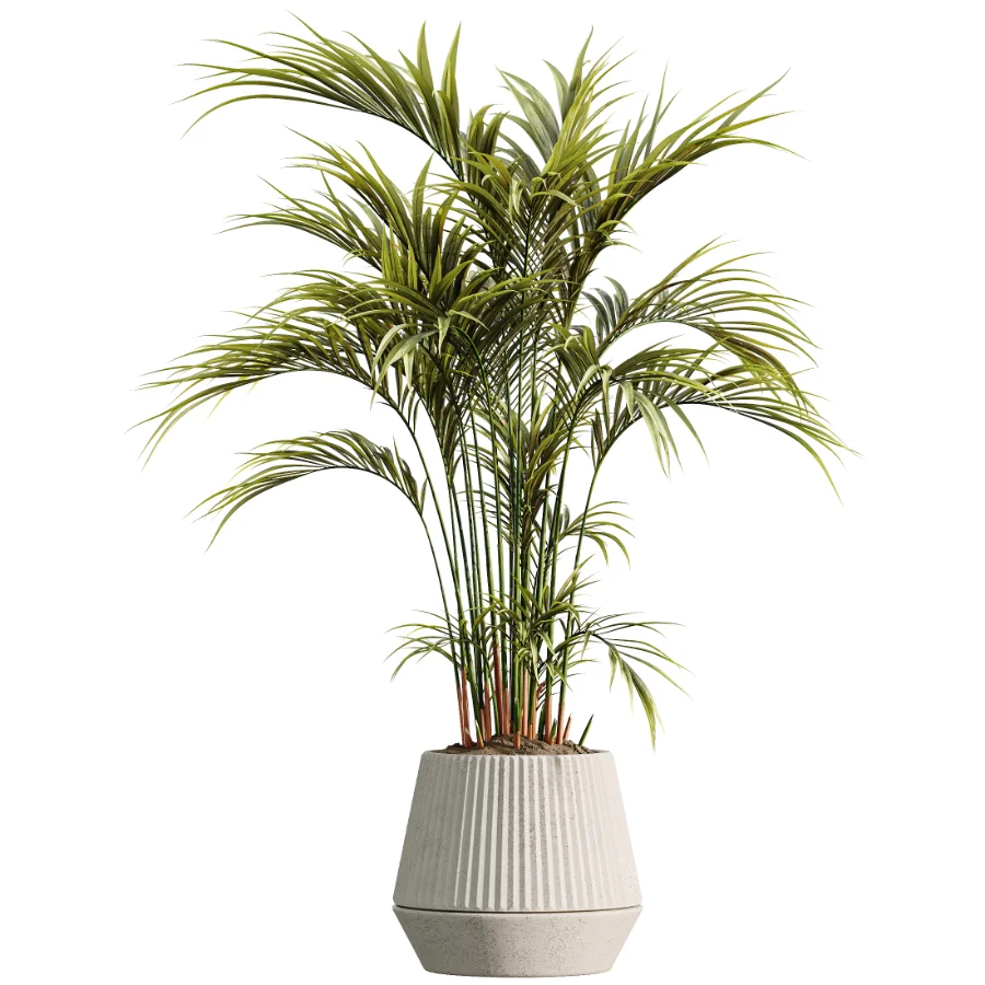 AV Indoor Plants Set 498 Cat Reed Palm Ficus Olive Zamioculcas Image 3