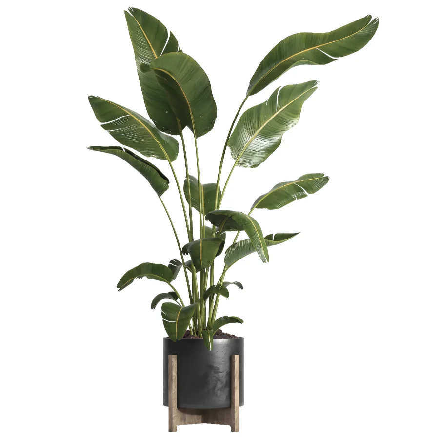 indoor plant 065 Image 2