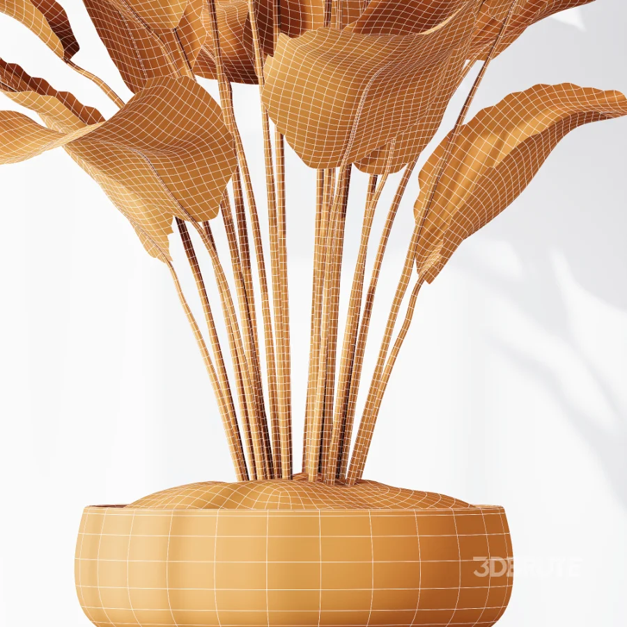AV Indoor Plants Set 473 Spineless Yucca and Calathea Lutea and Snake Sansevieria and Olive Indoor Tree Image 8