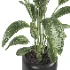 indoor plant 082 - Thumbnail 4