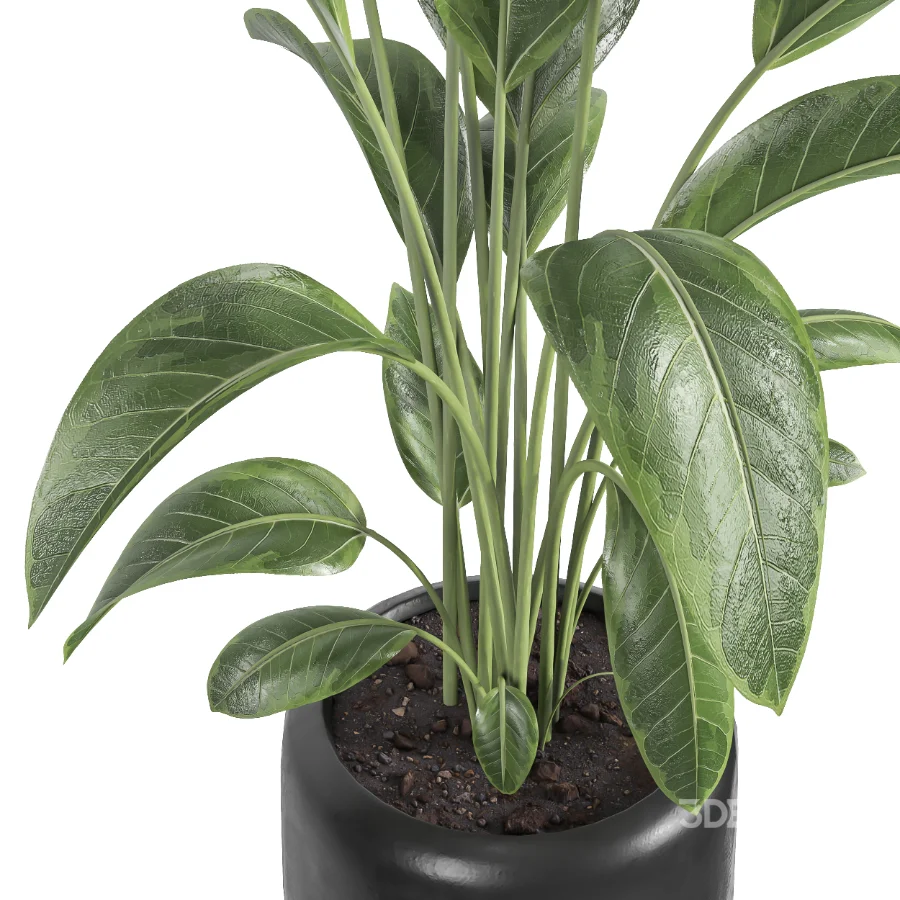 indoor plant 082 Image 4