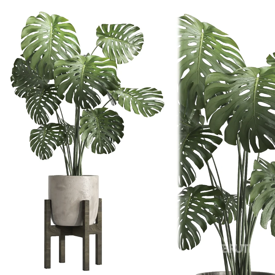 Monstera indoor plant 070 Image 3