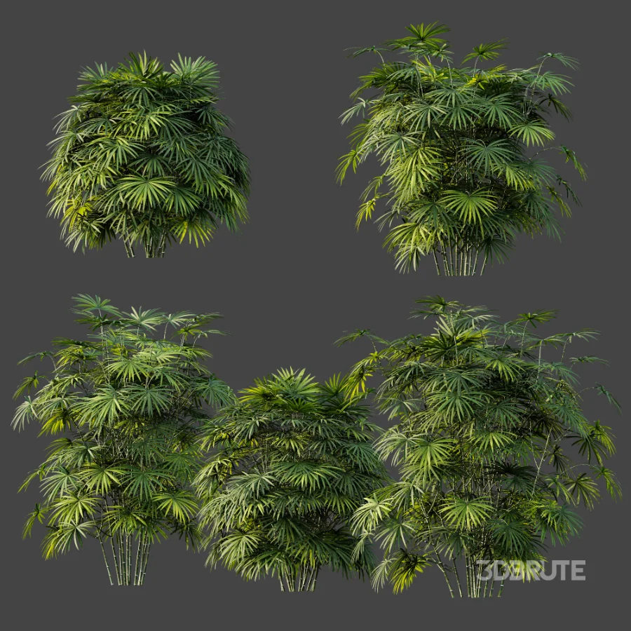 AV Plant Rhapis Excelsa Palm Bush 01 Image 7