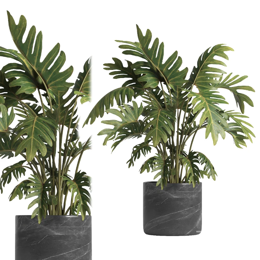 indoor plant 055 Image 3
