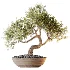 AV Indoor Plants Set 477 Elegant Monstera and Peace Lily and Chemlali Olive and Euphorbia Drupifera and Cat Reed Palm - Thumbnail 9