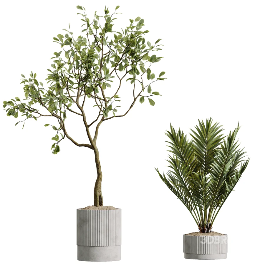 AV Indoor Plants Set 489 PalmCalathea Lutea Olive Ficus Image 6