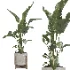 Nicolai set – indoor plant 75 - Thumbnail 2