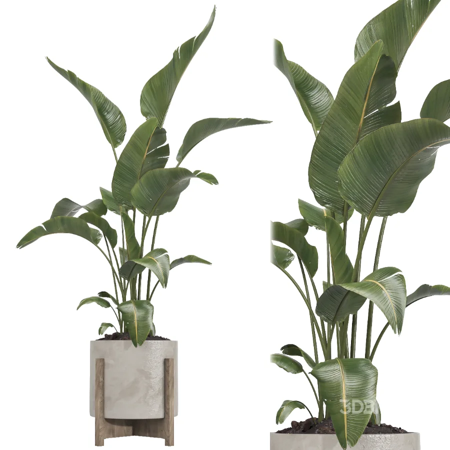 Nicolai set – indoor plant 75 Image 2